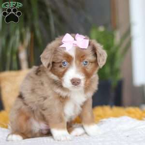 Oz, Miniature Australian Shepherd Puppy